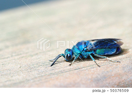 クロバネセイボウ クロバネセイボウ 50376509