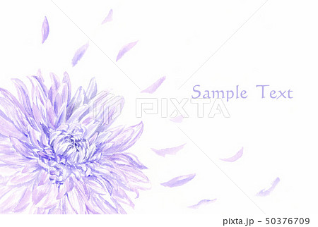 水彩で描く菊のカード 水彩で描く菊のカード 50376709