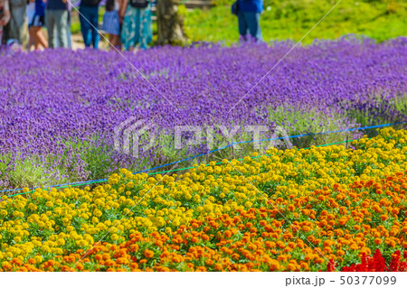 ラベンダー畑 中富良野 ラベンダー畑 中富良野 50377099