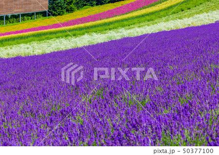 ラベンダー畑 中富良野 ラベンダー畑 中富良野 50377100