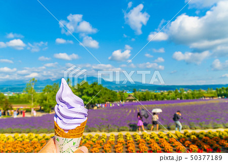 ラベンダー畑とソフトクリーム　中富良野 50377189