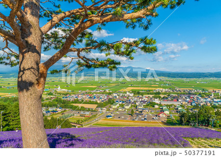 中富良野町営ラベンダー園　夏 50377191