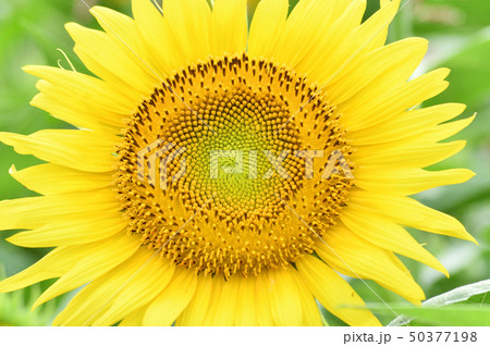 ヒマワリ畑のヒマワリの黄色い花(頭状花序)をクローズアップで撮影した写真 ヒマワリ畑のヒマワリの黄色い花(頭状花序)をクローズアップで撮影した写真 50377198