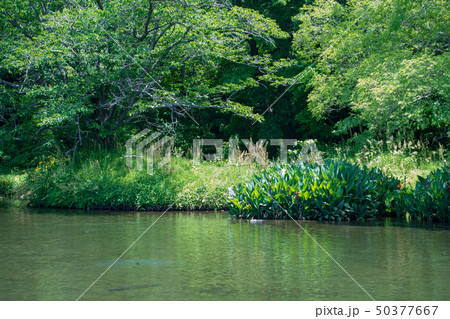 新緑 新緑 50377667