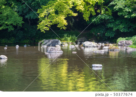 新緑 新緑 50377674