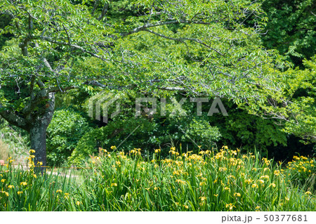 新緑 新緑 50377681