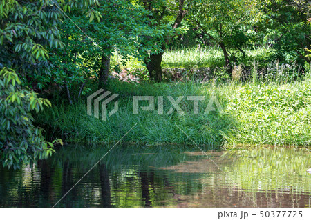 新緑 50377725