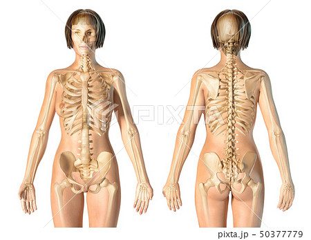 Woman skeletal system front and rear views. Woman skeletal system front and rear views. 50377779