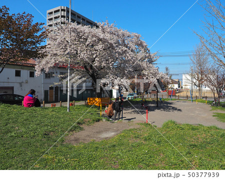 北海道の春／小樽　町なかの桜満開 50377939