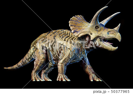 Triceratops with skeleton 3d rendering on black Triceratops with skeleton 3d rendering on black 50377965