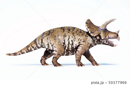 Triceratops 3d rendering On white background 50377966