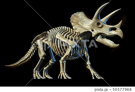 Triceratops skeleton 3d rendering on black Triceratops skeleton 3d rendering on black 50377968