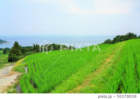 田園風景 50378039