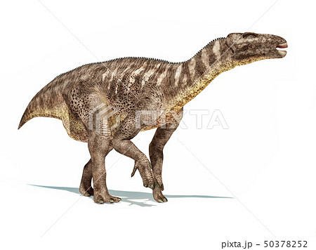 Iguanodon dinosaur isolated on white background. Iguanodon dinosaur isolated on white background. 50378252