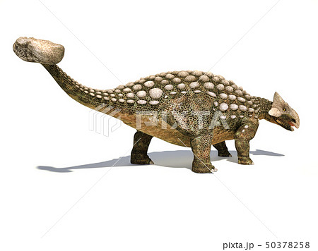 Ankylosaurus Dinosaur Isolated On Whiteのイラスト素材