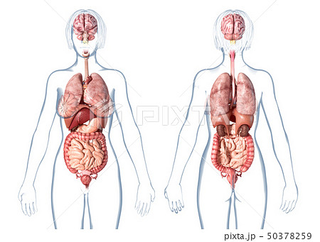 female human anatomy organs