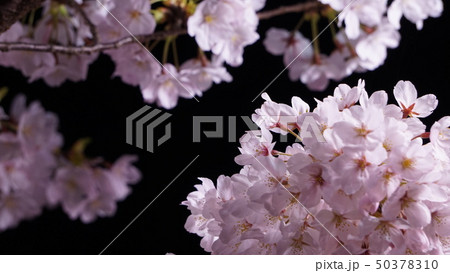 山口県美祢市厚狭川河畔の桜 山口県美祢市厚狭川河畔の桜 50378310