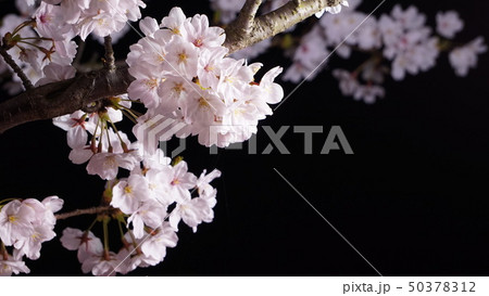 山口県美祢市厚狭川河畔の桜 山口県美祢市厚狭川河畔の桜 50378312