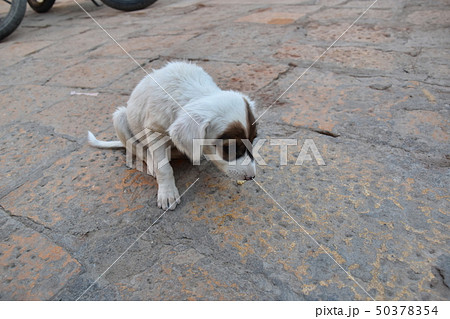 インドのジャイサルメール　世界遺産のジャイサルメール城　城壁内に住む可愛い子犬 50378354