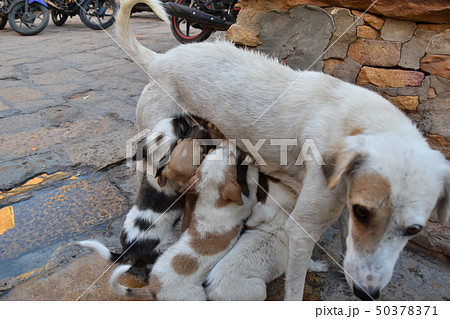 インドのジャイサルメール 世界遺産のジャイサルメール城内に住む野良犬の親子 授乳する母犬と飲む子犬 の写真素材