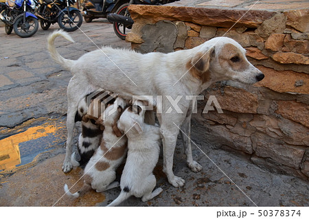 インドのジャイサルメール 世界遺産のジャイサルメール城内に住む野良犬の親子 授乳する母犬と飲む子犬 の写真素材