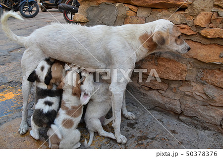インドのジャイサルメール 世界遺産のジャイサルメール城内に住む野良犬の親子 授乳する母犬と飲む子犬 の写真素材