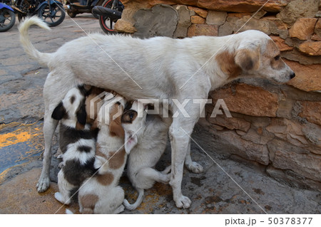 インドのジャイサルメール 世界遺産のジャイサルメール城内に住む野良犬の親子 授乳する母犬と飲む子犬 の写真素材