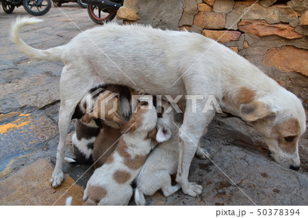インドのジャイサルメール 世界遺産のジャイサルメール城内に住む野良犬の親子 授乳する母犬と飲む子犬 インドのジャイサルメール 世界遺産のジャイサルメール城内に住む野良犬の親子 授乳する母犬と飲む子犬 50378394