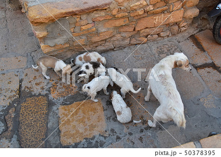 インドのジャイサルメール 世界遺産のジャイサルメール城 城壁内に住む可愛い子犬 インドのジャイサルメール 世界遺産のジャイサルメール城 城壁内に住む可愛い子犬 50378395