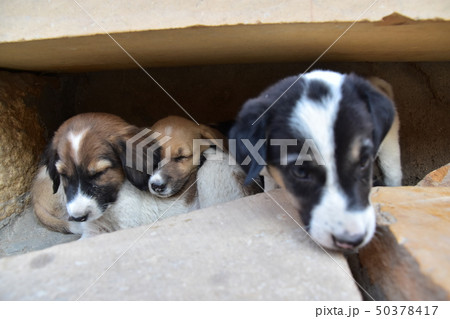 インドのジャイサルメール 世界遺産のジャイサルメール城 城壁内に住む可愛い子犬の写真素材