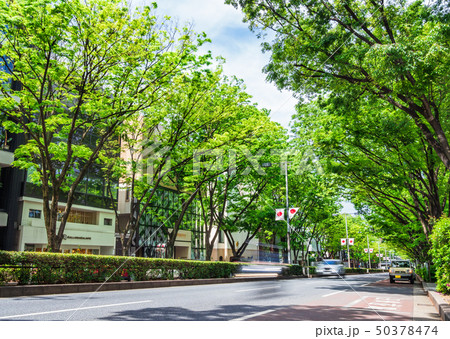 東京　表参道 50378474