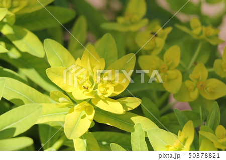 ノウルシ ノウルシ 50378821