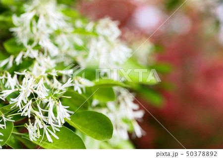 ヒトツバタゴの花 ヒトツバタゴの花 50378892