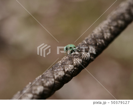 きれいなゾウムシ きれいなゾウムシ 50379127