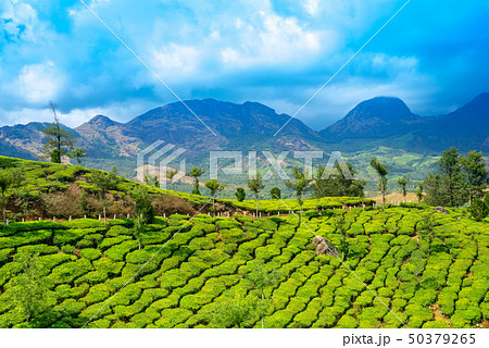 beautiful view of India with green tea plantations beautiful view of India with green tea plantations 50379265