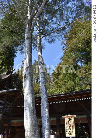 諏訪大社　下社　秋宮　白松 50379411