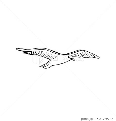 Hovering Gull Bird With Outspread Wings Ink Penのイラスト素材