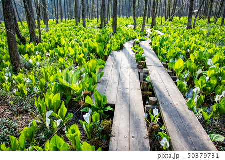 秋田県 仙北市 刺巻湿原の水ばしょう群生 木道 秋田県 仙北市 刺巻湿原の水ばしょう群生 木道 50379731