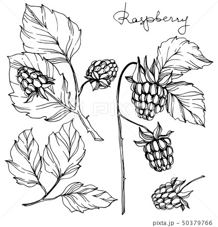 Vector Raspberry healthy food isolated. Black and white engraved ink art. Isolated berries Vector Raspberry healthy food isolated. Black and white engraved ink art. Isolated berries 50379766