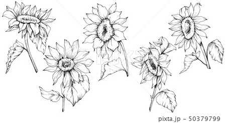 Vector Sunflower Floral Botanical Flowers のイラスト素材