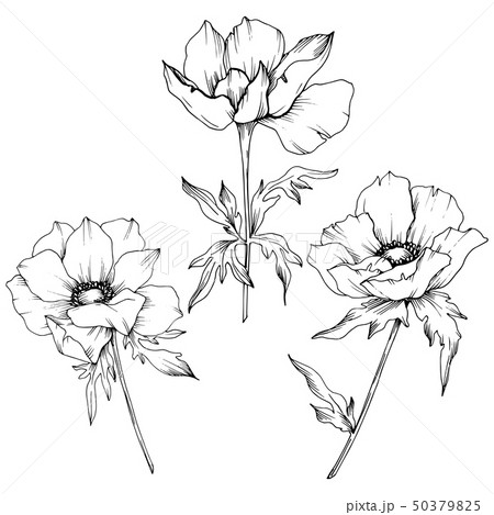 Vector Anemone Floral Botanical Flowers Black のイラスト素材