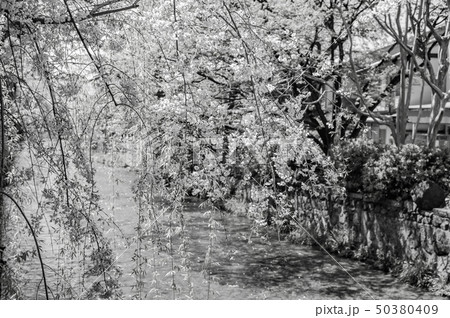 （モノクローム）祇園白川の桜 50380409