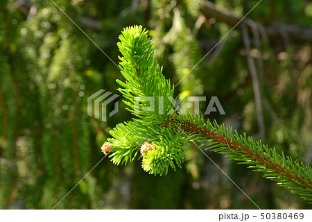 ドイツトウヒ 50380469