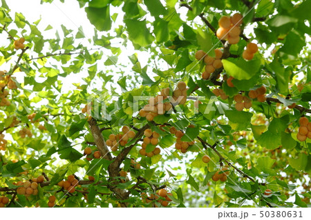 本瀧寺の銀杏の実 50380631