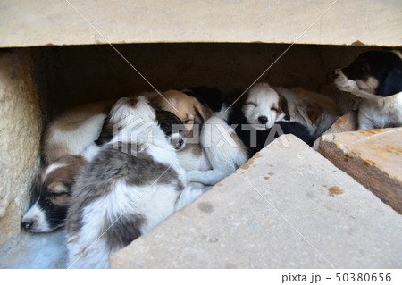 インドのジャイサルメール 世界遺産のジャイサルメール城内に住む子犬の群れ 集団で寄り添い眠る姿 インドのジャイサルメール 世界遺産のジャイサルメール城内に住む子犬の群れ 集団で寄り添い眠る姿 50380656