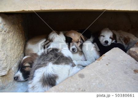 インドのジャイサルメール 世界遺産のジャイサルメール城内に住む子犬の群れ 集団で寄り添い眠る姿 の写真素材