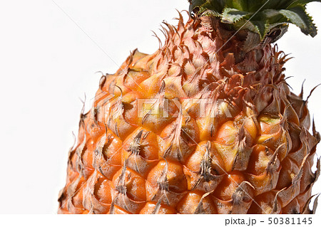 スナックパイン スナックパイン 50381145