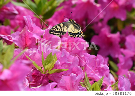 キアゲハ 50381176