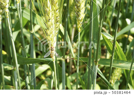 ホソヒラタアブ 50381464