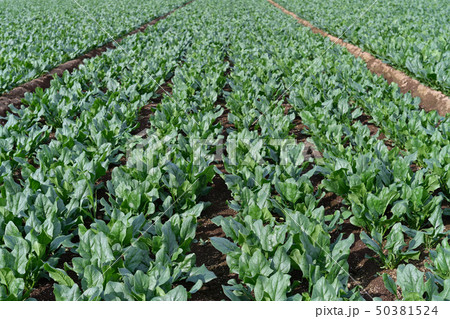 ホウレンソウ畑 50381524